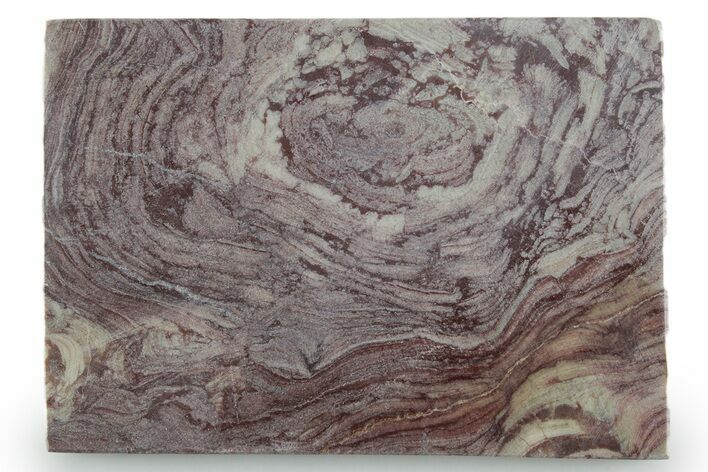 Polished, Neoproterozoic Stromatolite (Conophyton) - Morocco #347340